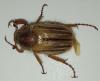 Amphimallon solstitiale